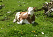 Kühe am Bauernhof Schaidlhof