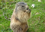 zahme Murmeltiere auf der Schaidlalm